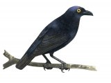 Illustration of Rennell Starling (Aplonis insularis) adult (#2237)