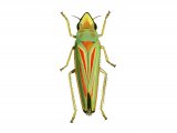 Illustration of Rhododendron leafhopper (Graphocephala fennahi) (#2057)