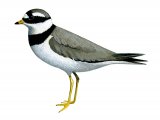 Illustration of Ringed Plover (Charadrius hiaticula) (#3640)