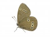 Illustration of Ringlet (Aphantopus hyperantus) (#2971)