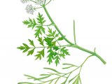 Illustration of River Water Dropwort (Oenanthe fluviatilis) (#2813)