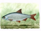 Illustration of Roach (Rutilus rutilus) (#0179)