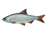 Illustration of Roach (Rutilus rutilus) (#2698)