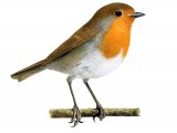 Illustration of Robin (Erithacus rubecula) (#1228)
