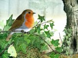 Illustration of Robin (Erithacus rubecula) (#0430)