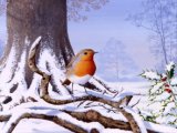 Illustration of Robin (Erithacus rubecula) (#0431)