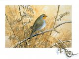 Illustration of Robin (Erithacus rubecula) (#0593)