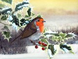 Illustration of Robin (Erithacus rubecula) (#0629)