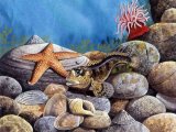Illustration of Shanny (Lipophrys pholis) (#0181)