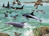 Illustration of Rock Shore - Dolphins (#2757)