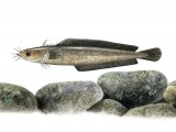 Illustration of Rockling (Five-bearded) Ciliata mustela (#2890)