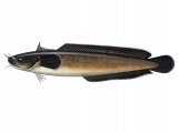 Illustration of Rockling (Shore) Gaidropsarus mediterraneus (#1069)