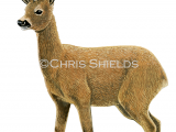 Illustration of Roe Deer (Capreolus capreolus) (#4694)