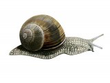 Illustration of Roman Snail (Helix pomatia) (#1542)