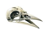 Illustration of Rook skull (Corvus frugilegus) (#1764)