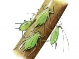 Illustration of Rose Aphid (Macrosiphum rosae) (#2679)