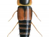 Illustration of Rove Beetle (Tachyporus hypnorum) (#1447)