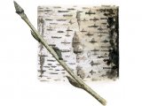 Illustration of Rowan bark & twig (Sorbus aucuparia) (#2401)