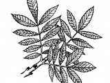 Illustration of Rowan (Sorbus aucuparia) (#2402)