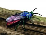 Illustration of Ruby-tailed Wasp (Chrysis ignita) (#3153)