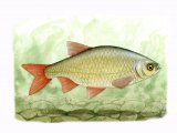 Illustration of Rudd (Scardinius erythrophthalmus) (#0182)