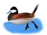 Illustration of Ruddy Duck (Oxyura jamaicensis) (#3772)