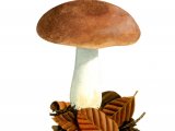 Illustration of Russula fraginea (#1870)