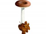 Illustration of Russula brunneoviolacea (#1843)