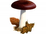 Illustration of Russula graveolens (#1874)