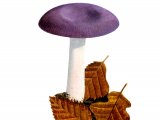 Illustration of Russula lilacea (#1734)