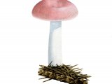 Illustration of Russula nauseosa (#1844)