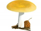 Illustration of Russula ochroleuca (Ochre Brittlegill) (#1880)