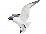 Illustration of Sabines Gull (Xema sabini) (#3246)