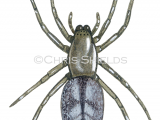 Illustration of Sac Spider (Clubiona comta) (#4708)