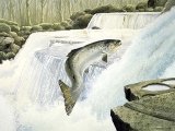 Illustration of Salmon (Salmo salar) (#0183)