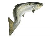 Illustration of Salmon (Salmo salar) (#2715)