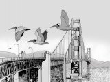 Illustration of Pelican (Brown) Pelecanus occidentalis (#0462)