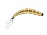 Illustration of Sandfly Larvae (lutzomyia longipalpis) (#4209)