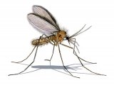 Illustration of Sandfly (Phlebotomus perniciousus) (#3794)