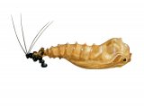 Illustration of Sandfly Pupae (lutzomyia longipalpis) (#4211)