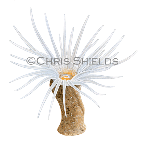 Illustration of Sandy Creeplet Anemone (Epizoanthus couchii) (#4614)