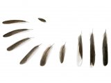 Illustration of Sardinian Warbler feathers (Sylvia melanocephala) (#2942)