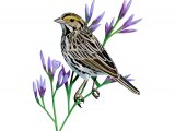 Illustration of Savannah Sparrow (Passerculus sandwichensis) (#3761)