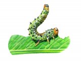 Illustration of Rose Sawfly Larvae (Arge pagana) (#0421)
