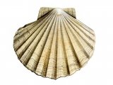 Illustration of Scallop (Great) Pecten maximus (#0761)