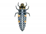 Illustration of Scarce 7-spot Ladybird Larvae (Coccinella magnifica) (#1799)