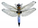 Illustration of Scarce Chaser (Libellula fulva) IN001 (#1295)