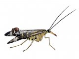 Illustration of Scorpion Fly (Panorpa communis) (#1495)