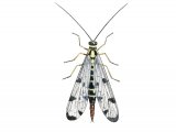 Illustration of Scorpion Fly (Panorpa communis), scorpionfly (#2954)