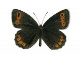 Illustration of Scotch Argus (Erebia aethiops) (#2639)